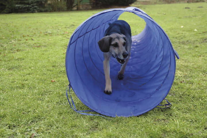 dobar Agility Tunnel
